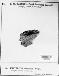 Hysterium lineolatum image